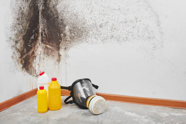 Professional Mold Removal in Bridgeville, PA